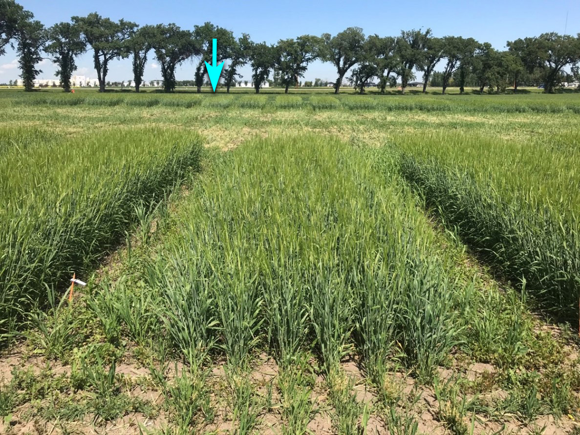 How Rolling Barley For Silage Can Affect Yield